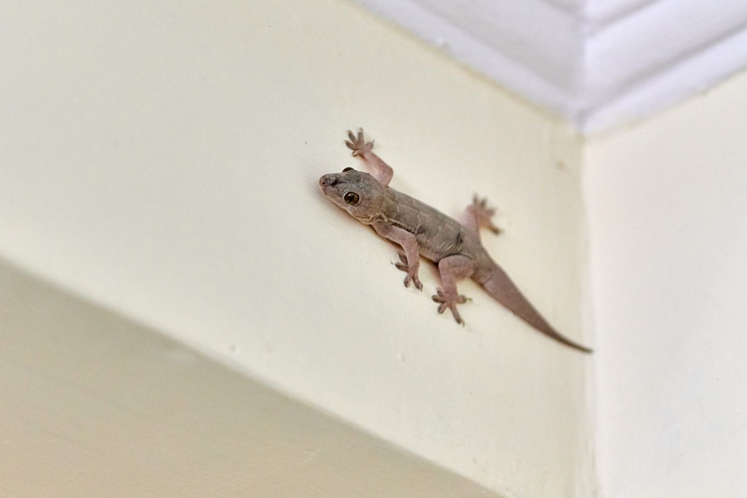 Prevent geckos from entering the house.