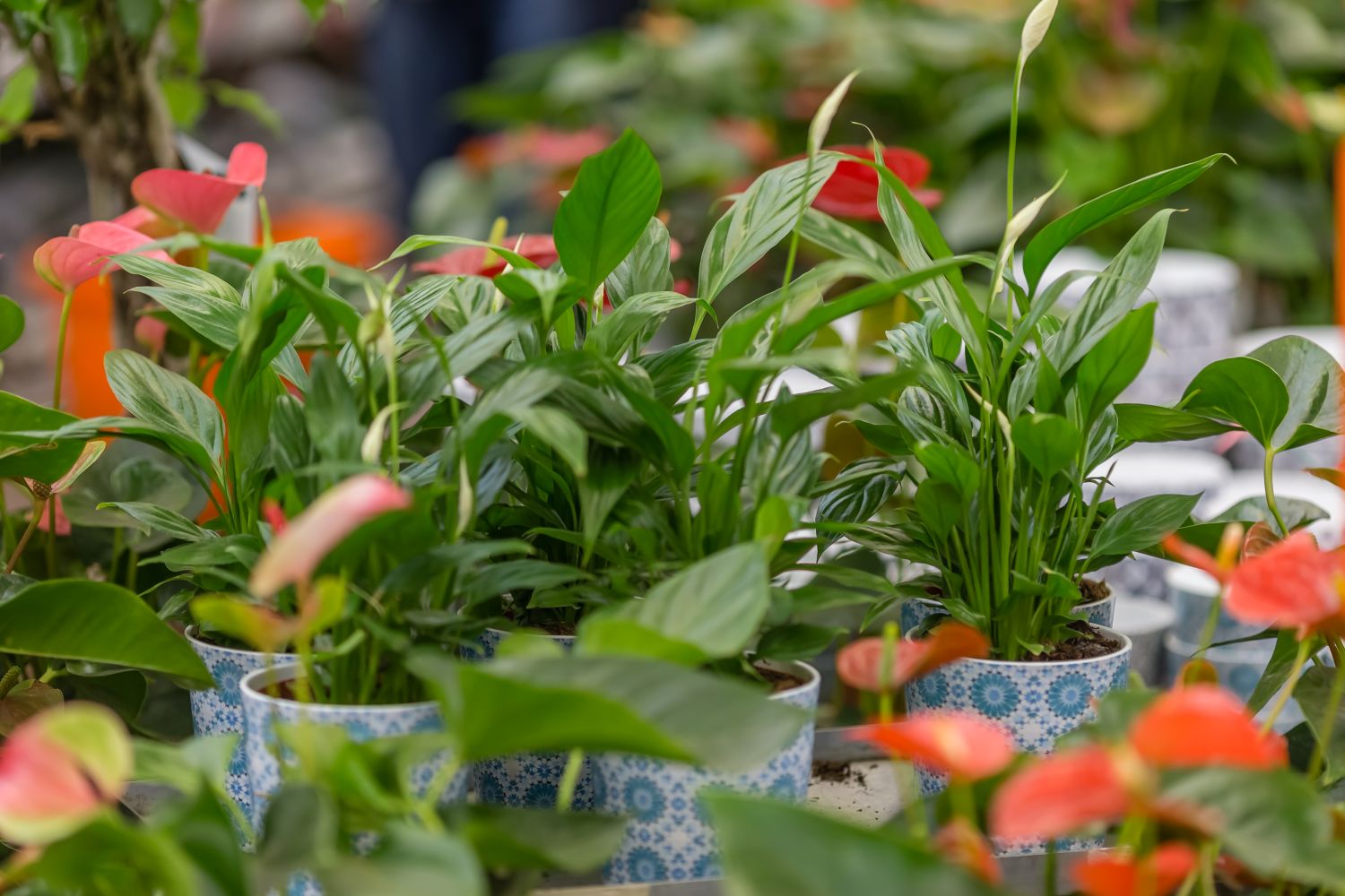Auspicious plants