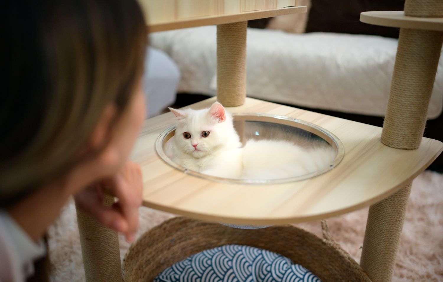 Keeping cats indoors