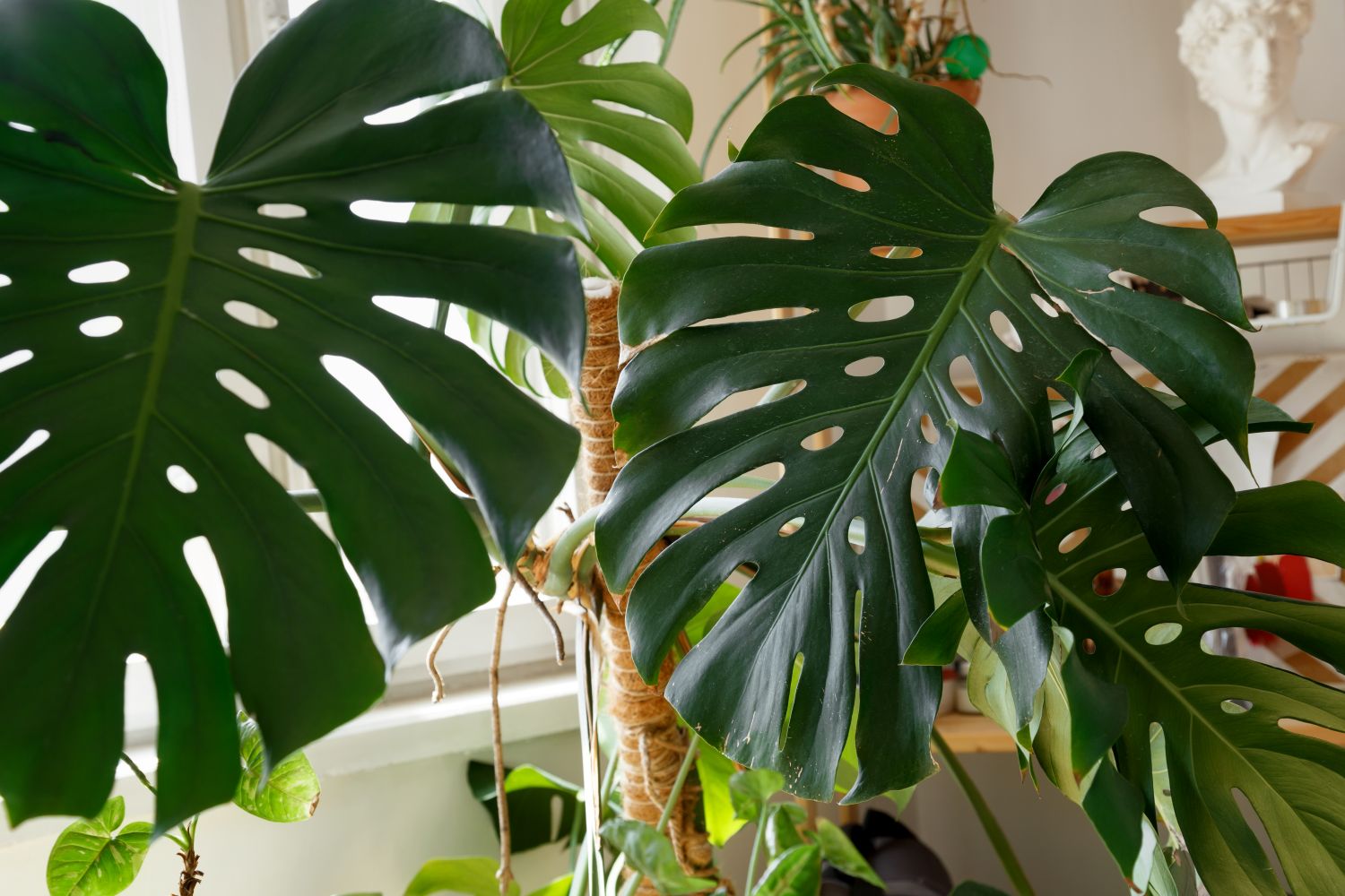 Monstera