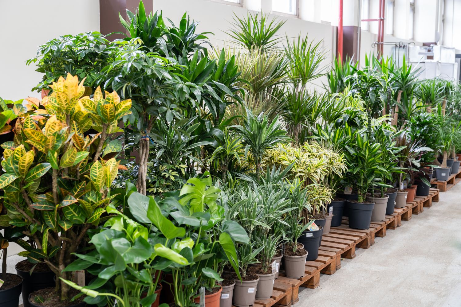 Ornamental plants